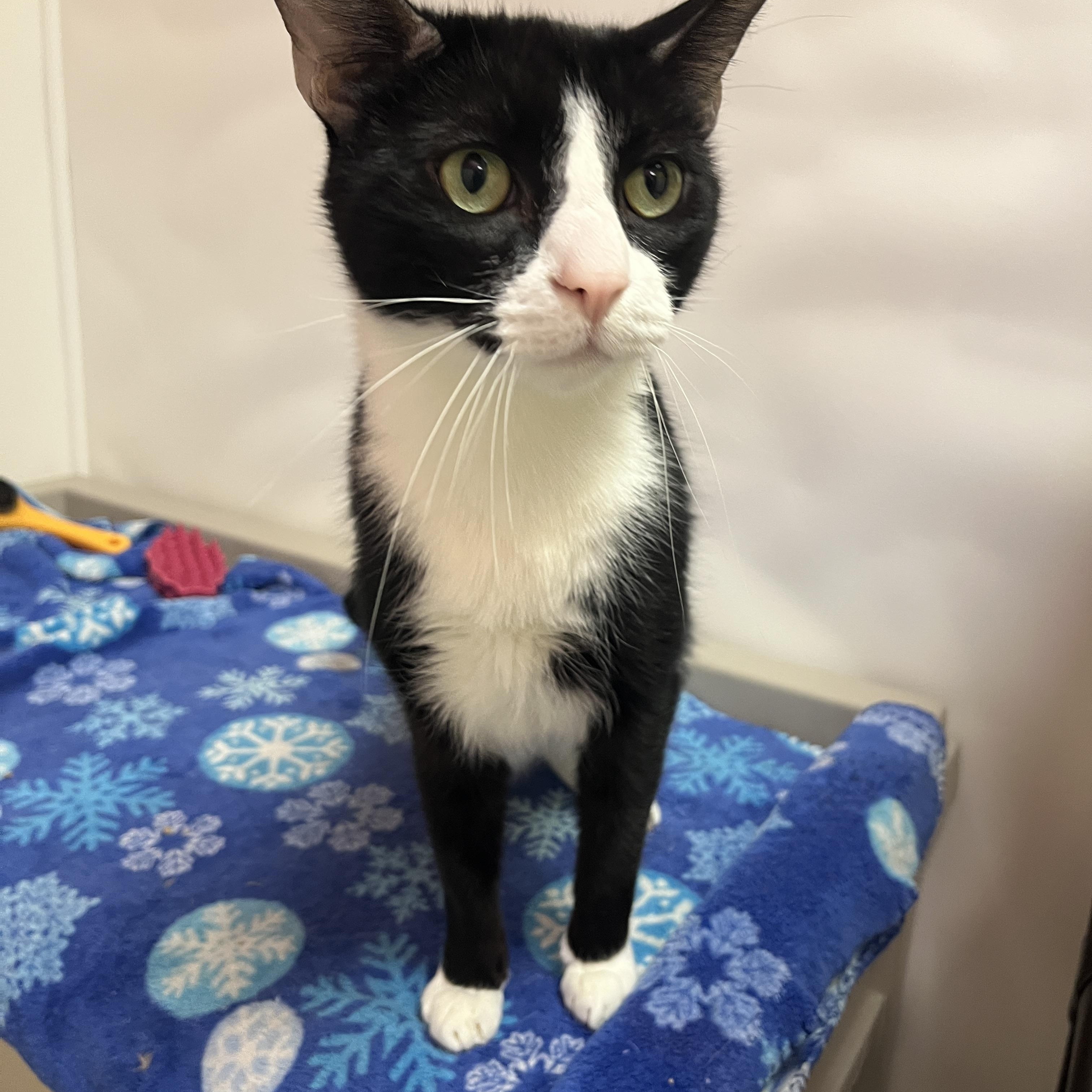Enlarge Garth A060439, a Adoptable Domestic Short Hair in San Andreas, CA image 2/2