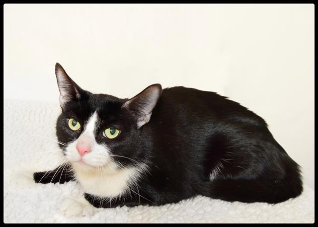 Garth A060439, Adoptable, Adult Male Domestic Short Hair.