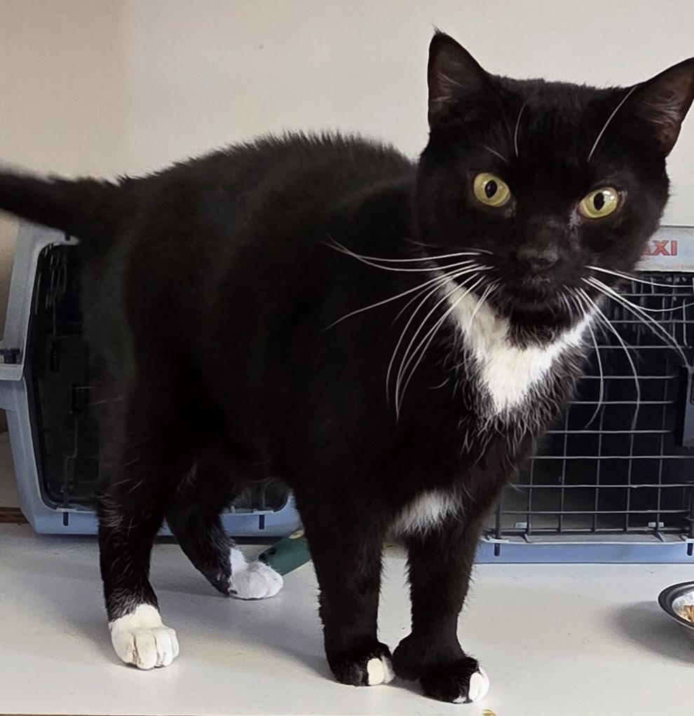 Athena, adopted, Adult Female Domestic Short Hair.