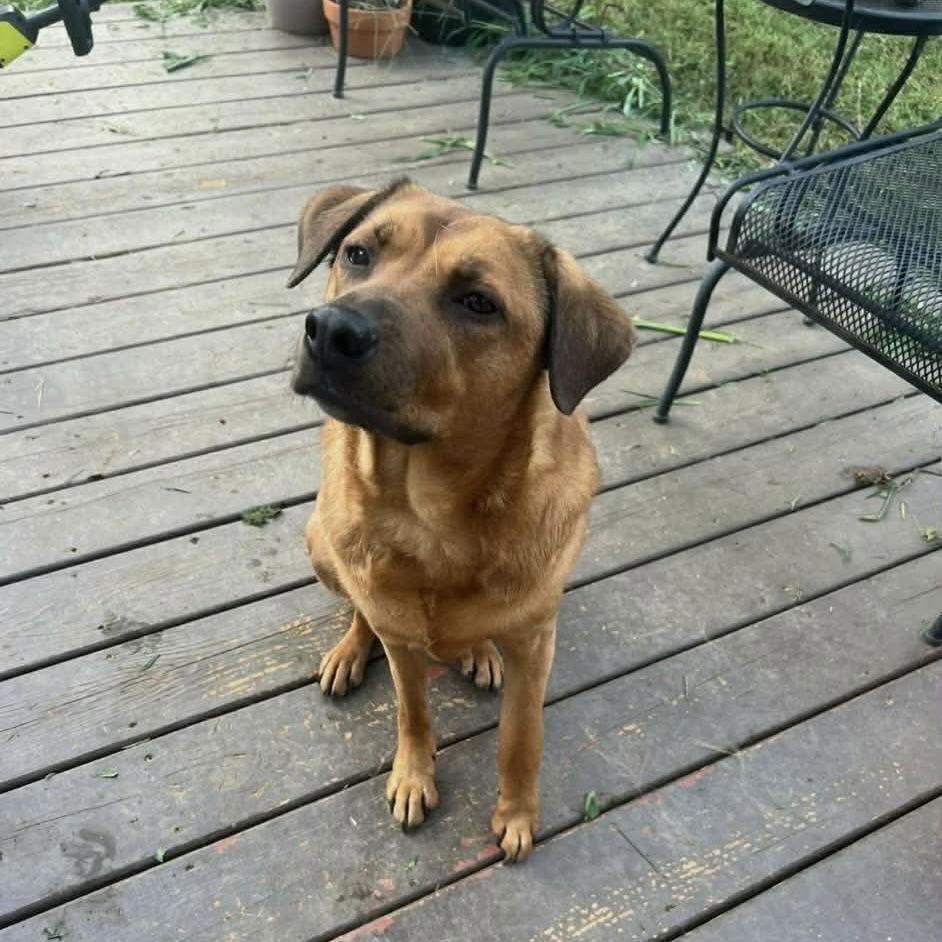 Roni, Adoptable, Adult Female Rhodesian Ridgeback.