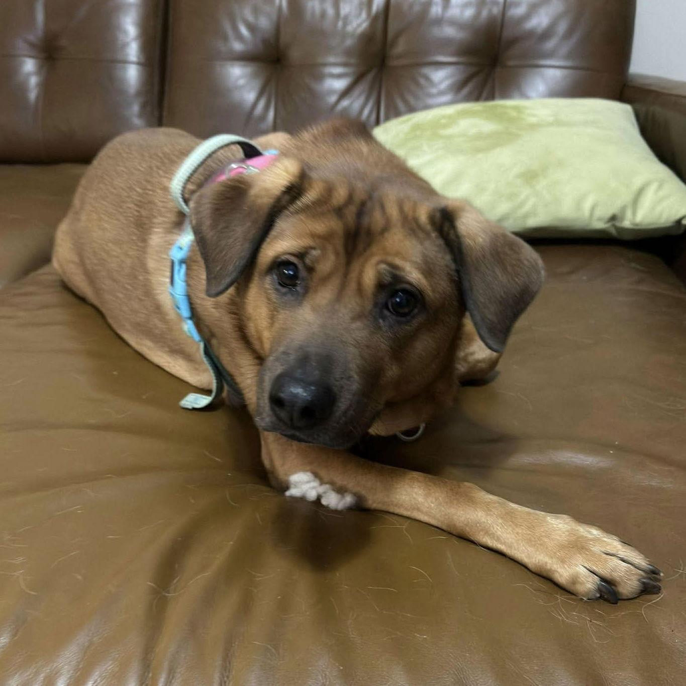 Enlarge Roni, a Adoptable Rhodesian Ridgeback in Raleigh, NC image 3/3