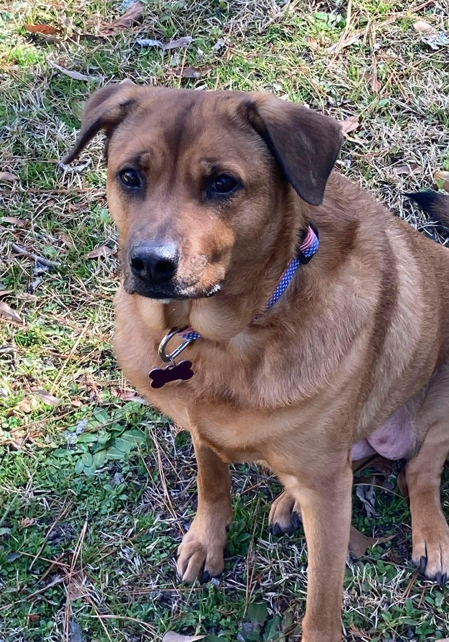 Enlarge Roni, a Adoptable Rhodesian Ridgeback in Raleigh, NC image 1/3