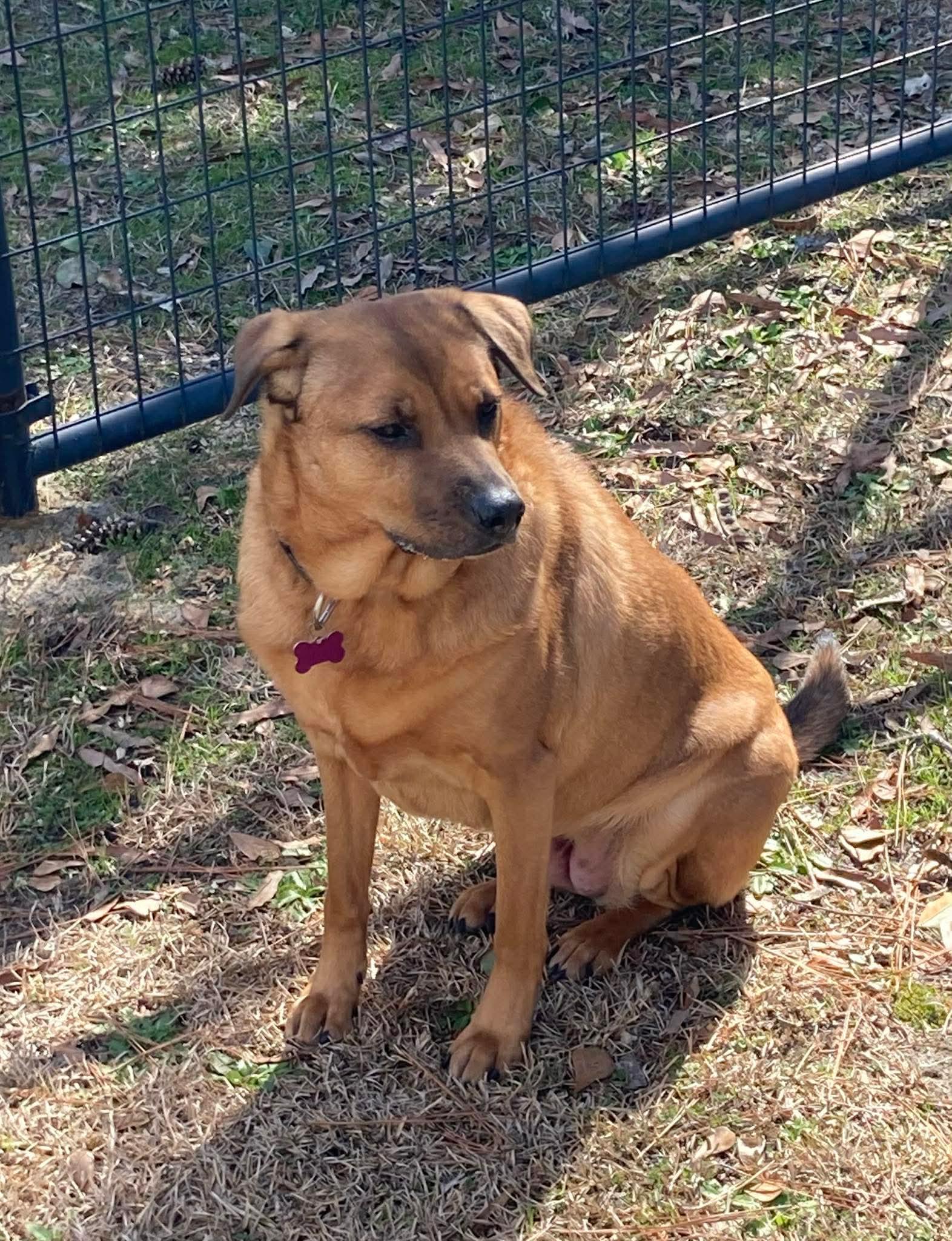 Enlarge Roni, a Adoptable Rhodesian Ridgeback in Raleigh, NC image 2/3