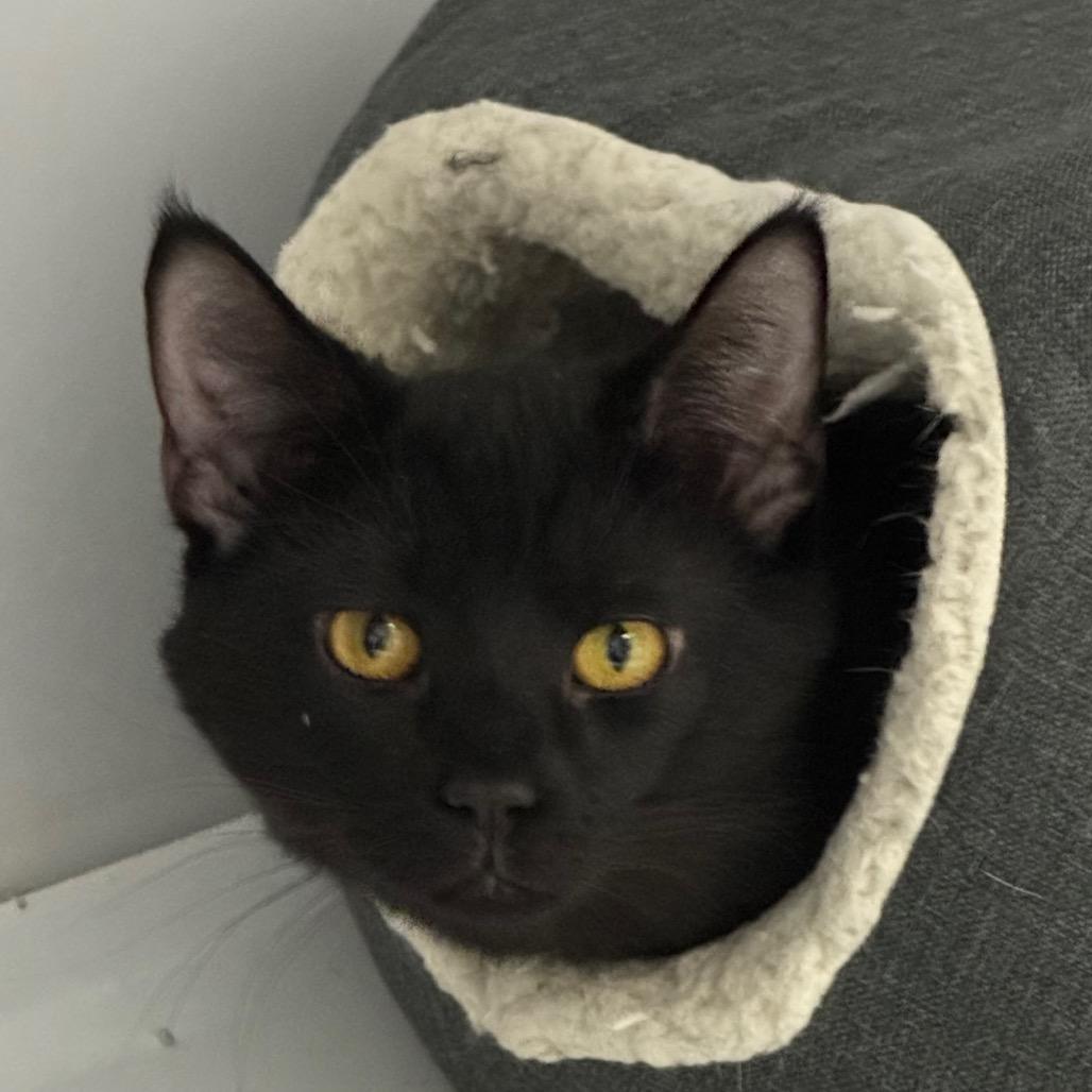 Shadow, Adoptable, Young Male Domestic Short Hair.