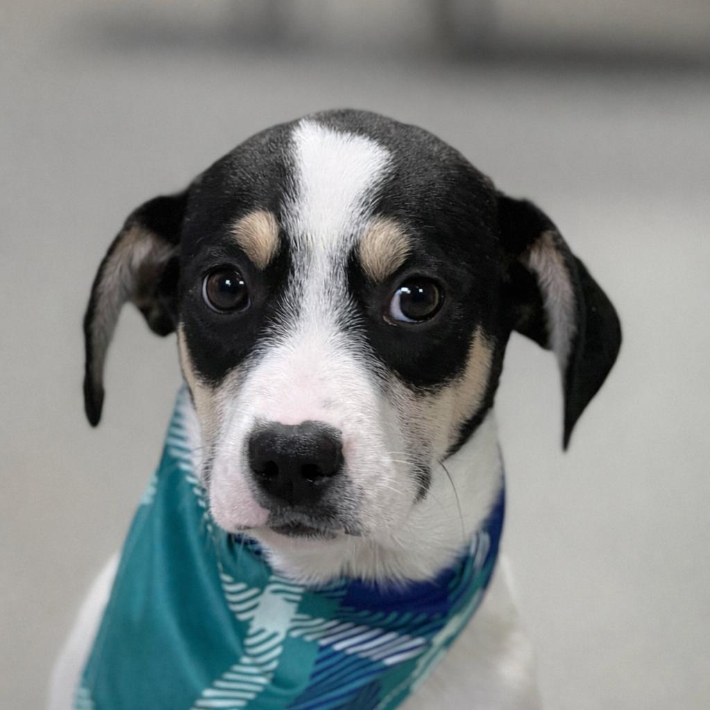 Spruce, Adoptable, Young Male Terrier & Mixed Breed.