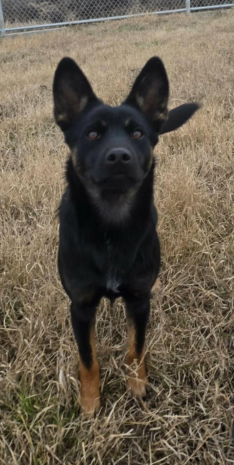 Enlarge Raggedy Anne: RIDGE DOG IN TRAINING @ LOCAL PRISON, an adoptable mixed breed in Othello, WA image 2/2