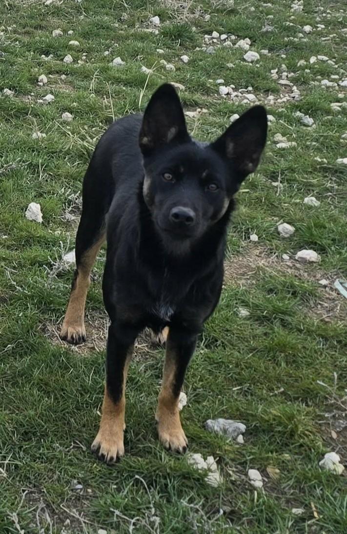 Enlarge Raggedy Anne: RIDGE DOG IN TRAINING @ LOCAL PRISON, an adoptable mixed breed in Othello, WA image 1/2