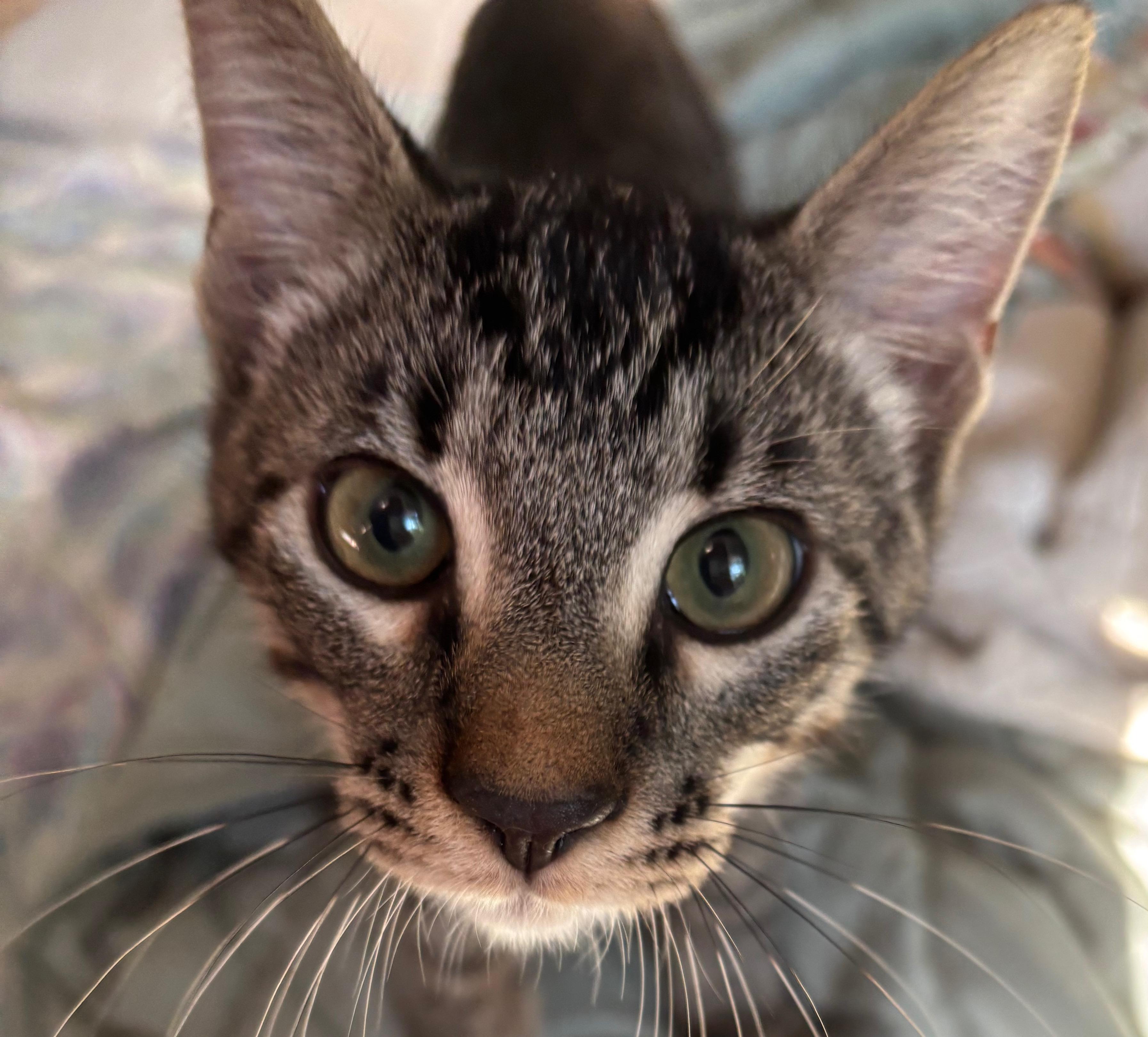 Enlarge Loki, a Adoptable Domestic Short Hair in Irmo, SC image 6/6