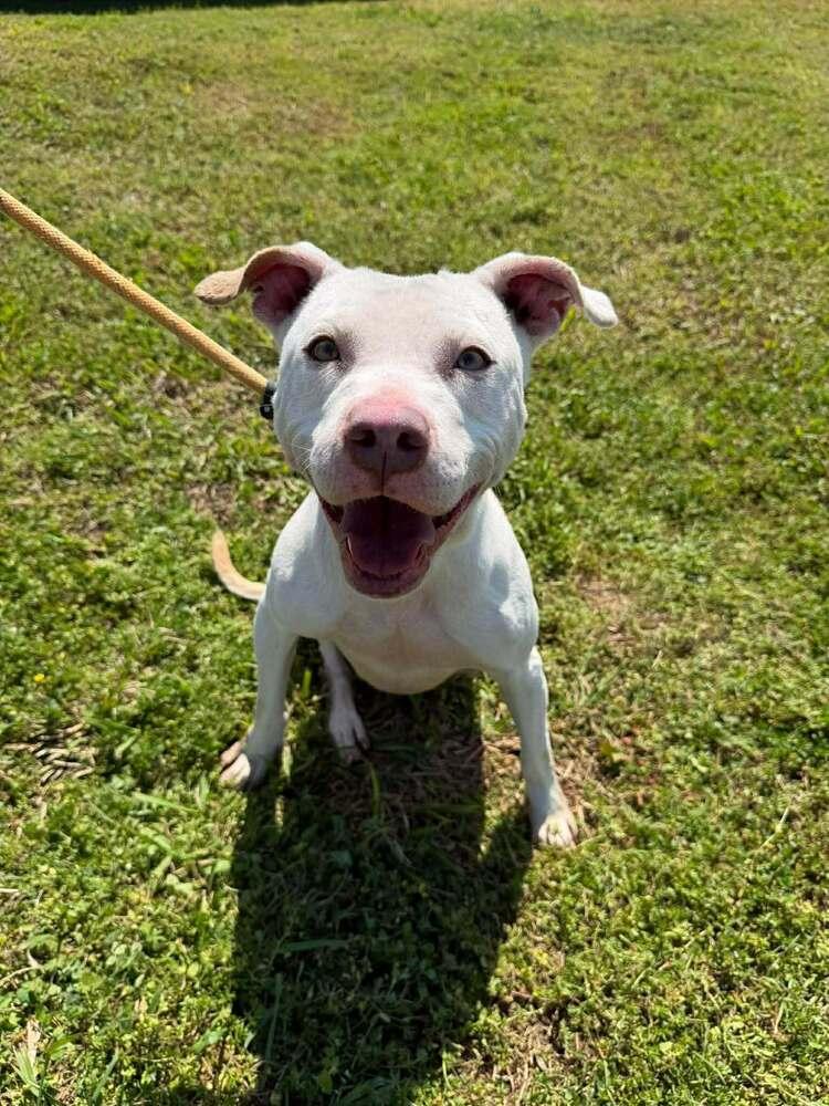 Bella — thumbnail 2