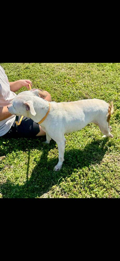 Bella — thumbnail 3