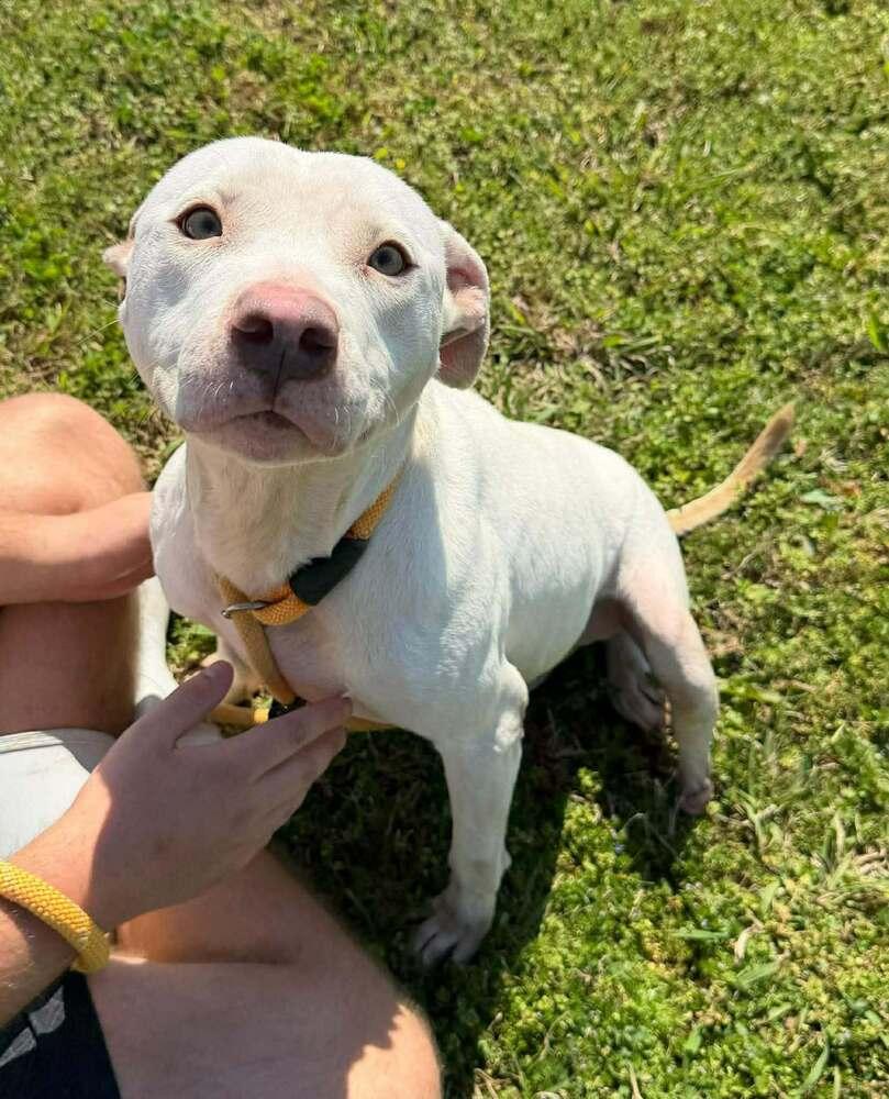 Bella — thumbnail 4