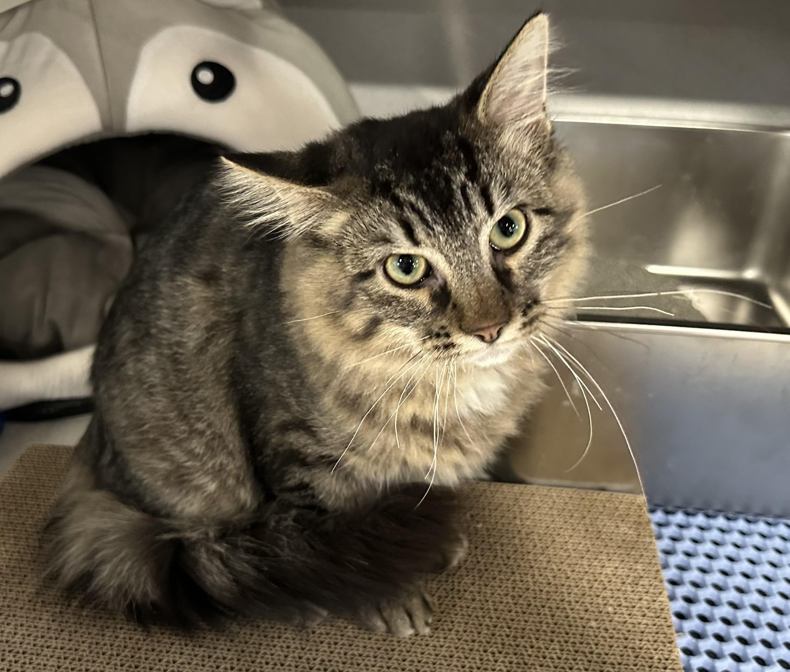 Zen, Adoptable, Young Male Domestic Short Hair.
