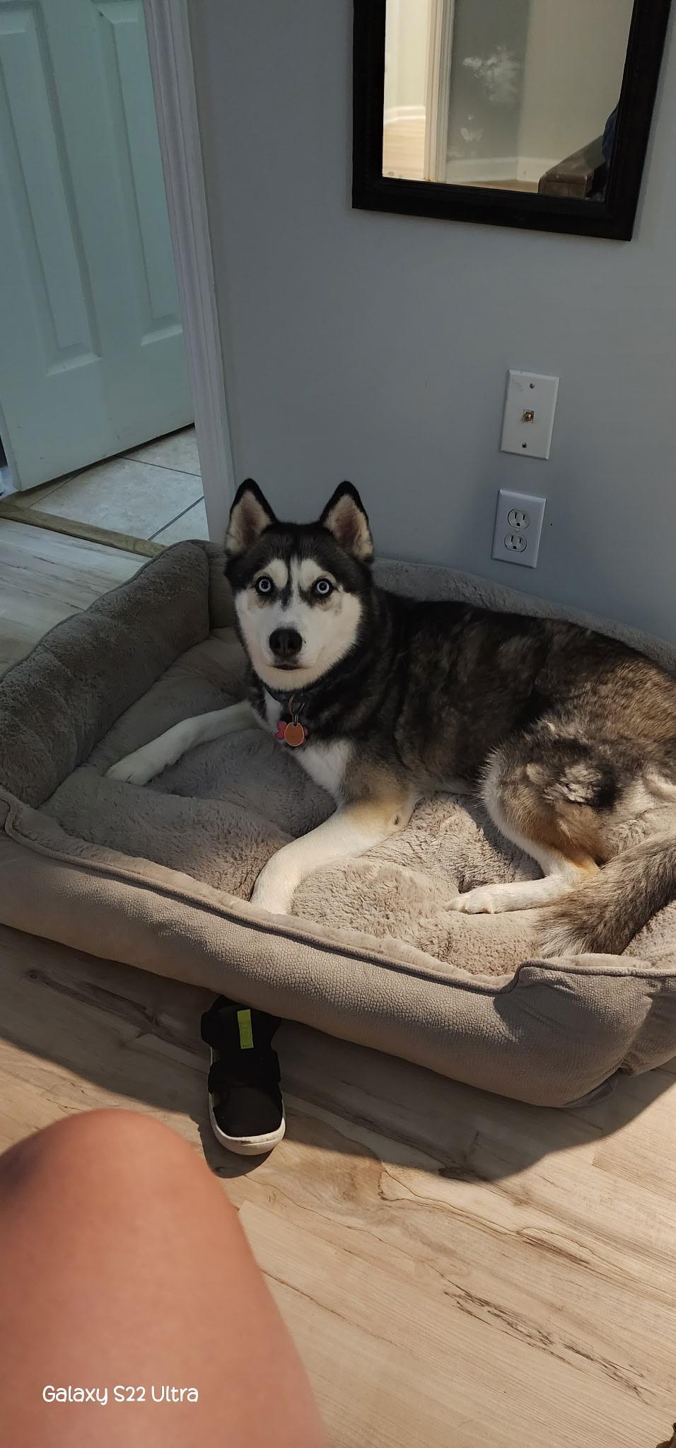 Gracie 2