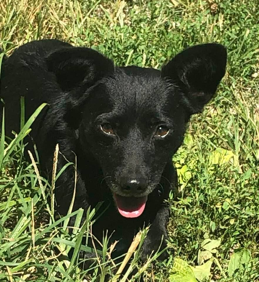 Laszlo, a Adoptable mixed breed in Indianapolis, IN image 3/6