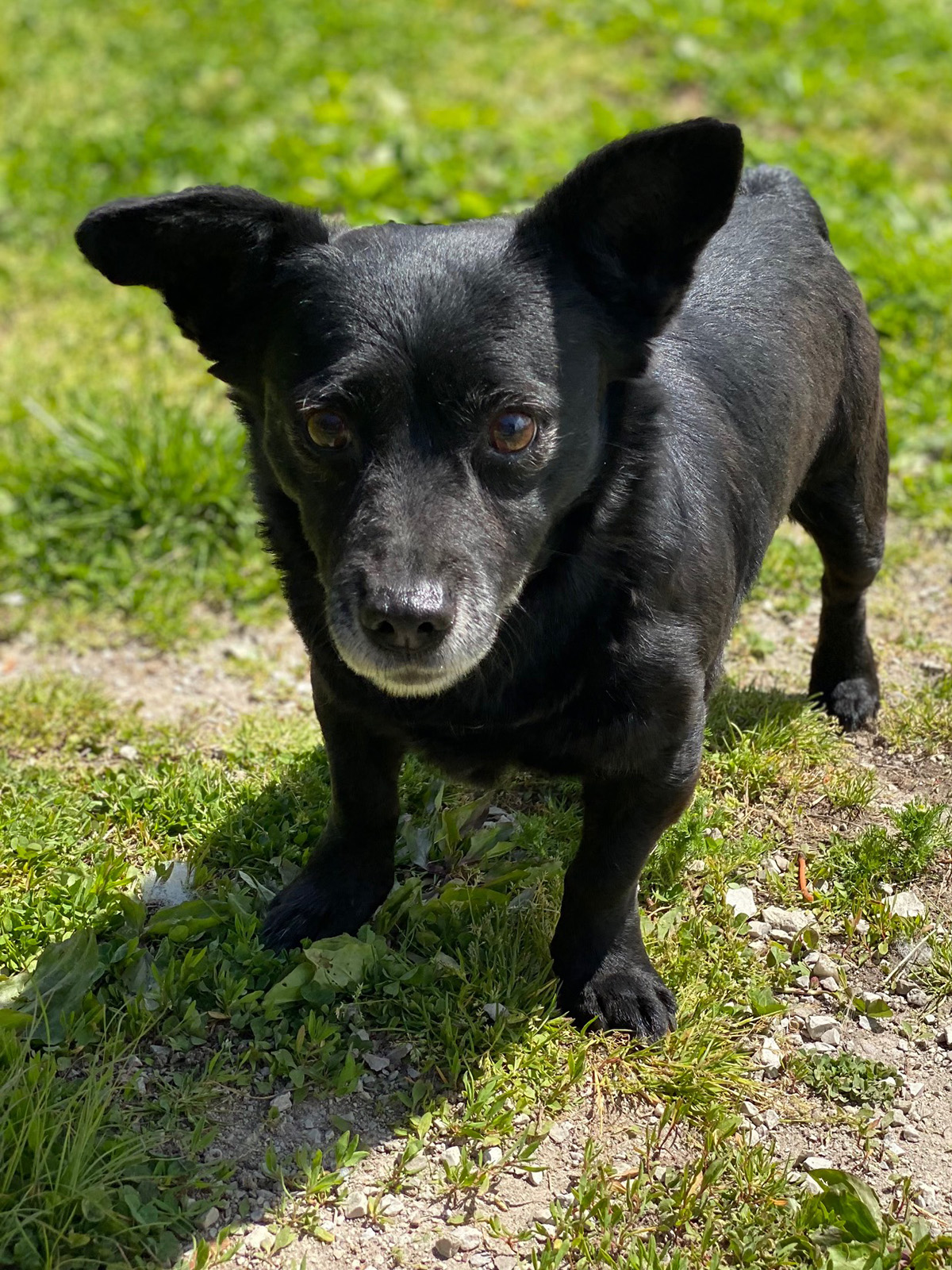 Laszlo, a Adoptable mixed breed in Indianapolis, IN image 1/6
