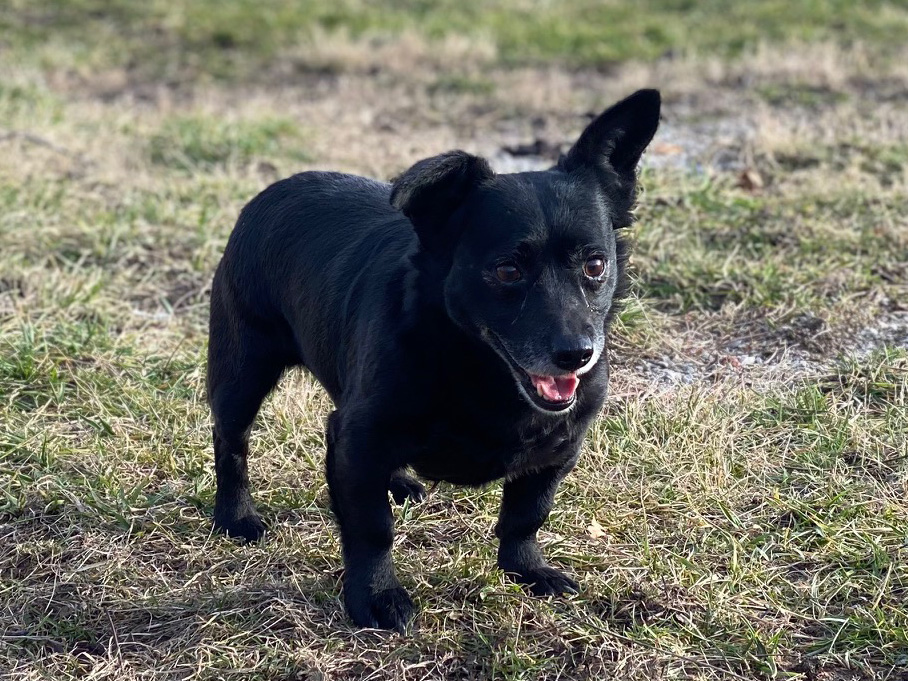 Laszlo, a Adoptable mixed breed in Indianapolis, IN image 4/6