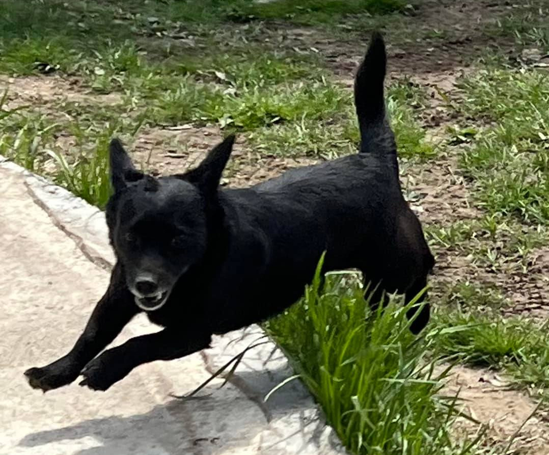 Laszlo, a Adoptable mixed breed in Indianapolis, IN image 2/6