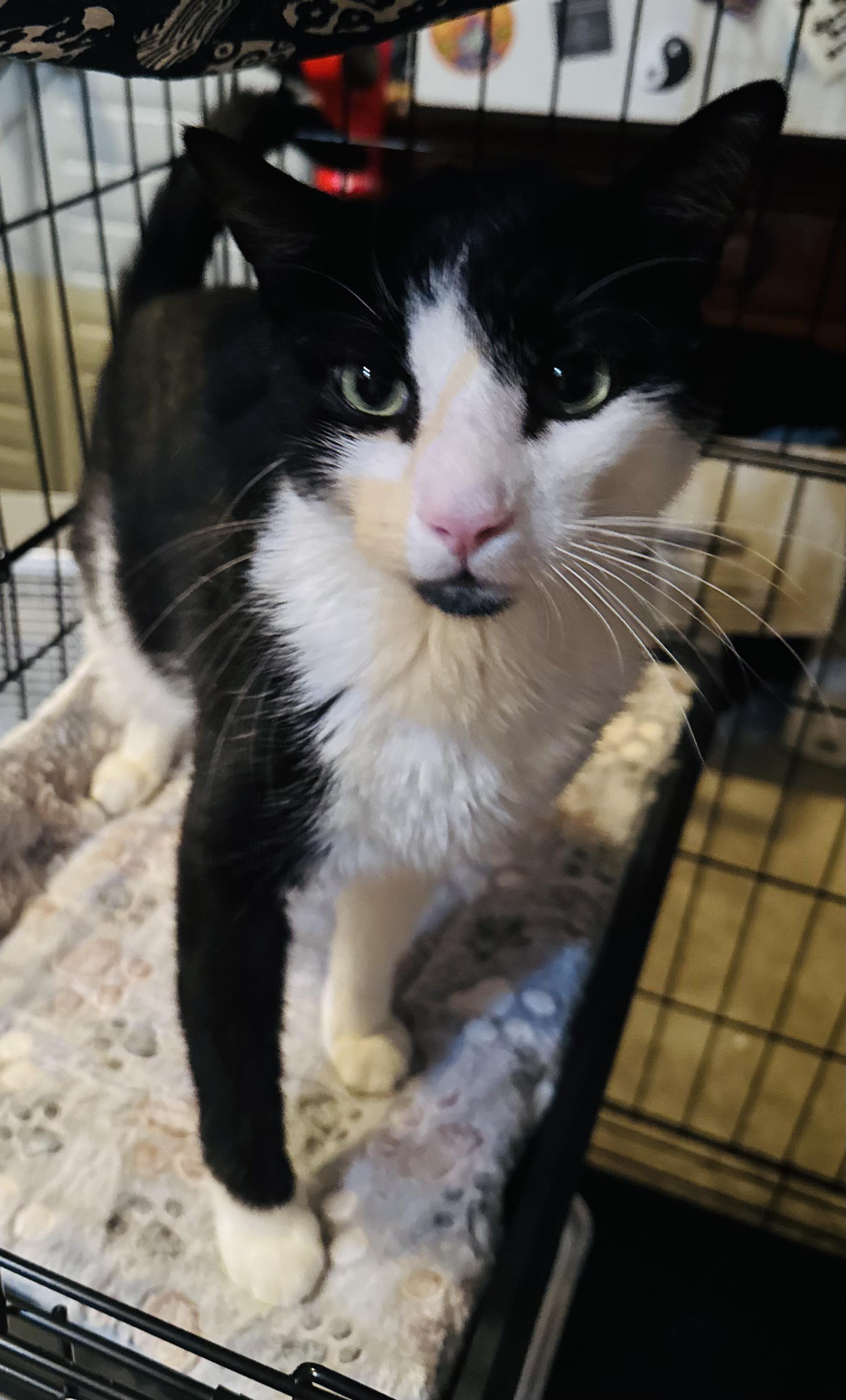 Enlarge Pepperjack, a Adoptable Domestic Short Hair in North East, MD image 2/4