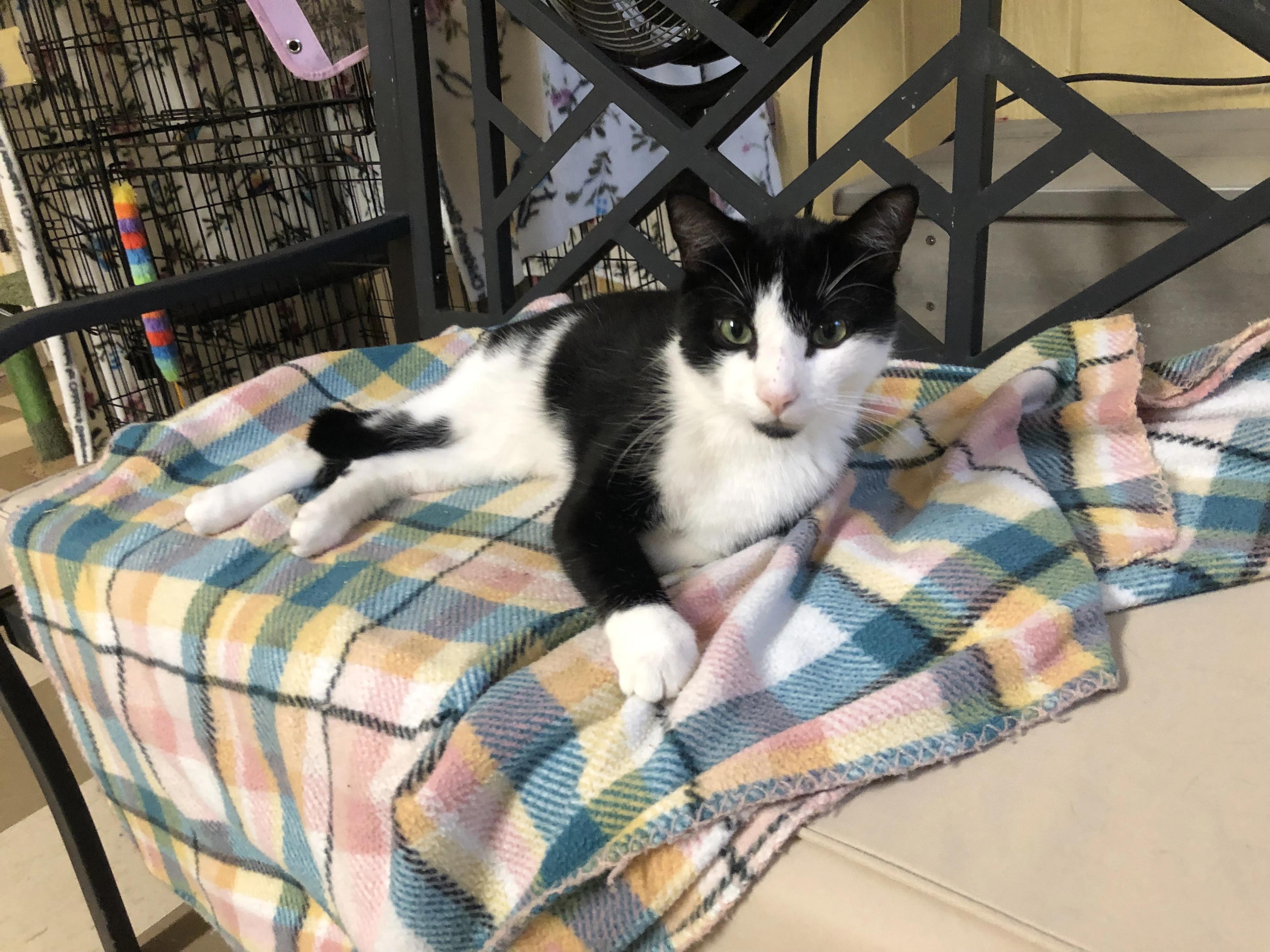 Enlarge Pepperjack, a Adoptable Domestic Short Hair in North East, MD image 3/4