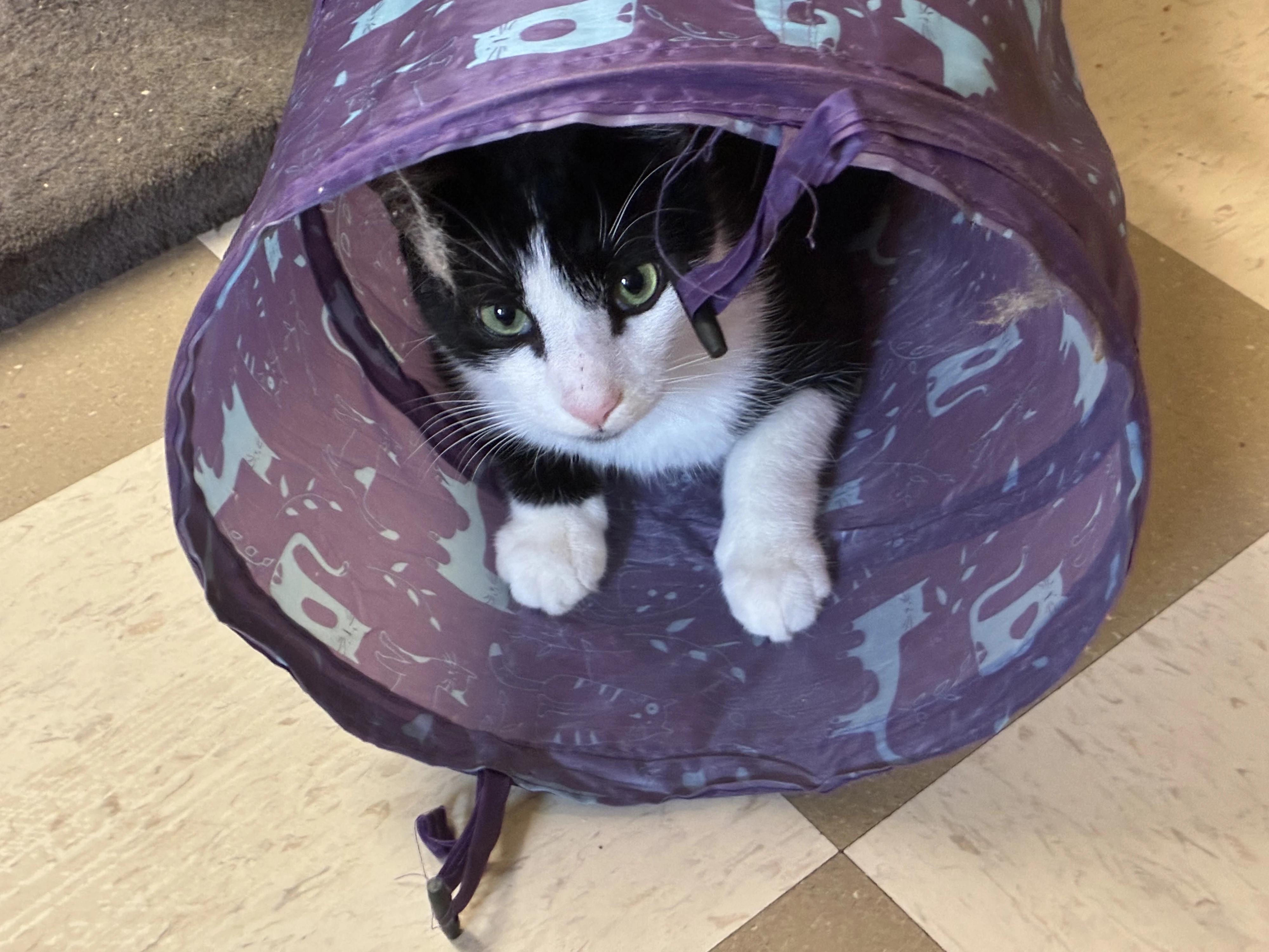 Enlarge Pepperjack, a Adoptable Domestic Short Hair in North East, MD image 4/4