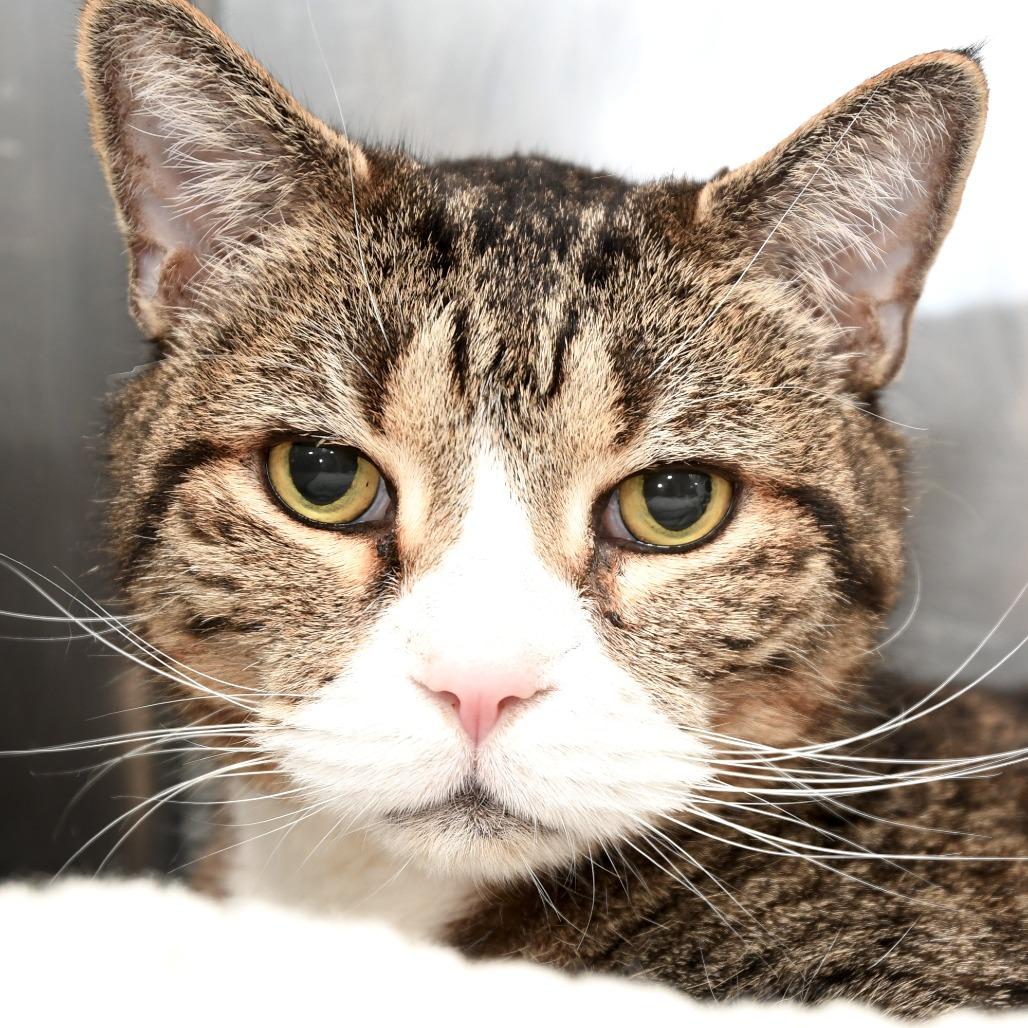 Enlarge Eddie, a Adoptable Domestic Short Hair in Natick, MA image 1/5