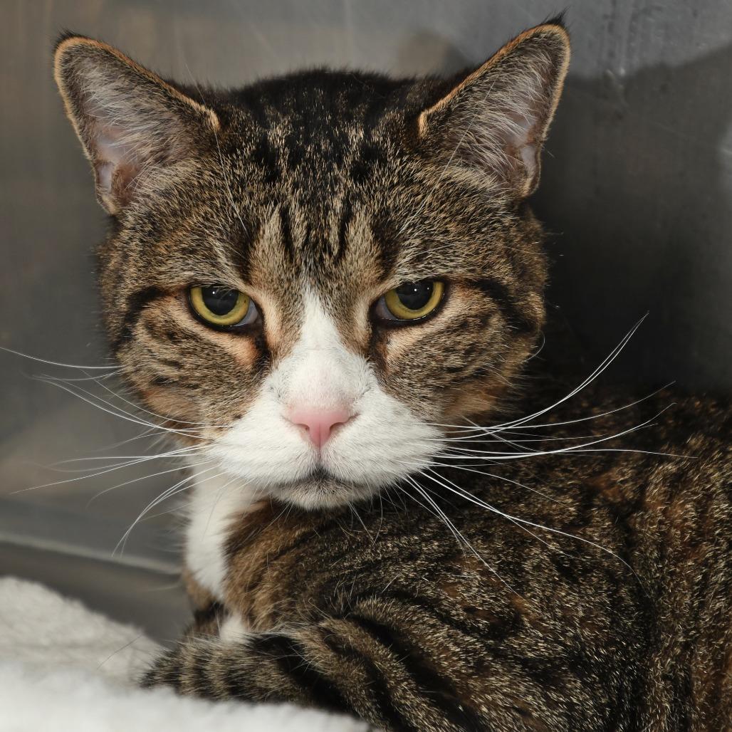 Enlarge Eddie, a Adoptable Domestic Short Hair in Natick, MA image 2/5