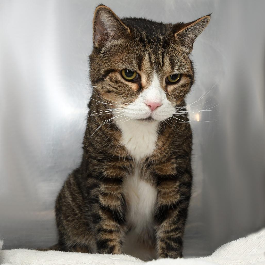 Enlarge Eddie, a Adoptable Domestic Short Hair in Natick, MA image 3/5