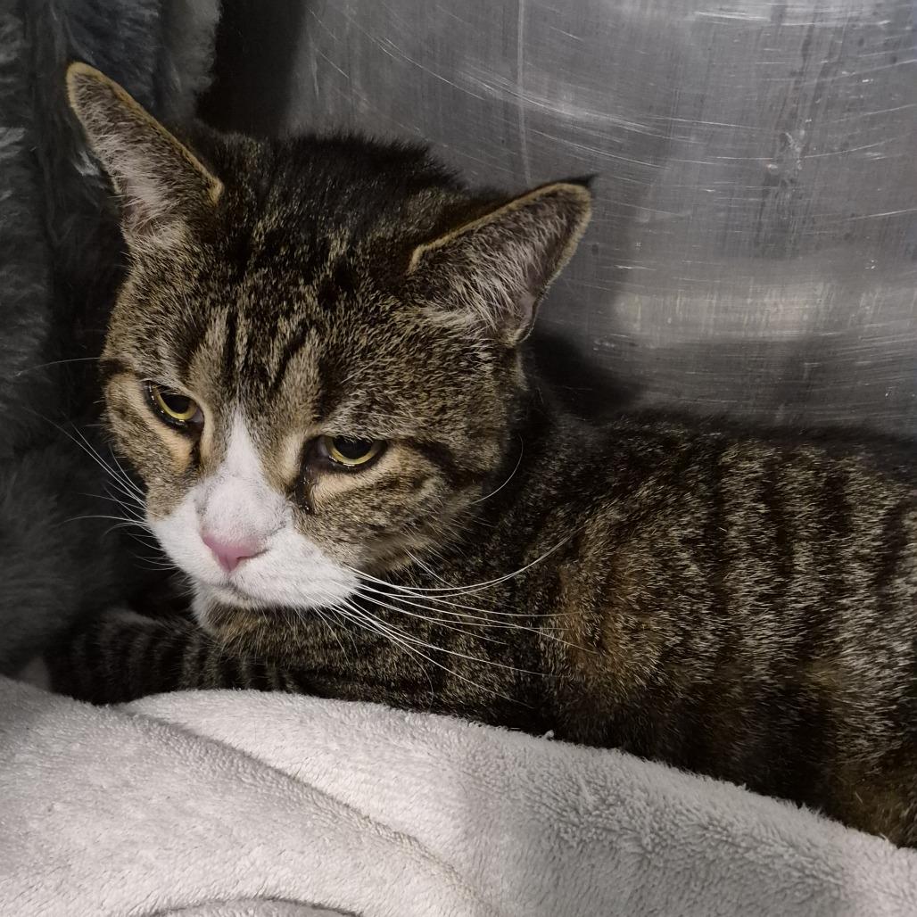Enlarge Eddie, a Adoptable Domestic Short Hair in Natick, MA image 4/5