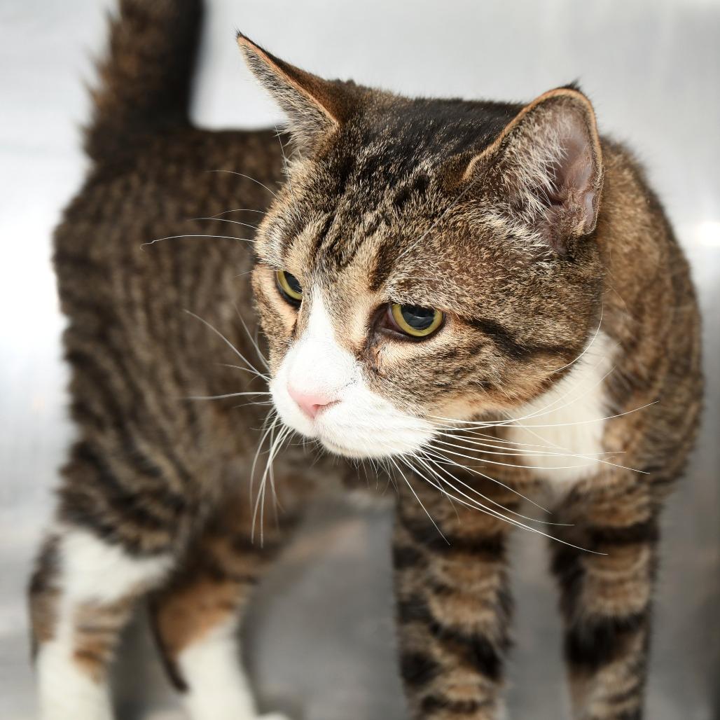 Enlarge Eddie, a Adoptable Domestic Short Hair in Natick, MA image 5/5