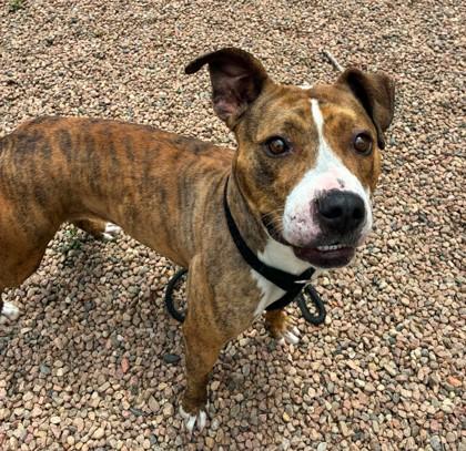 Diamond, ADOPTABLE, Adult Female Pit Bull Terrier.