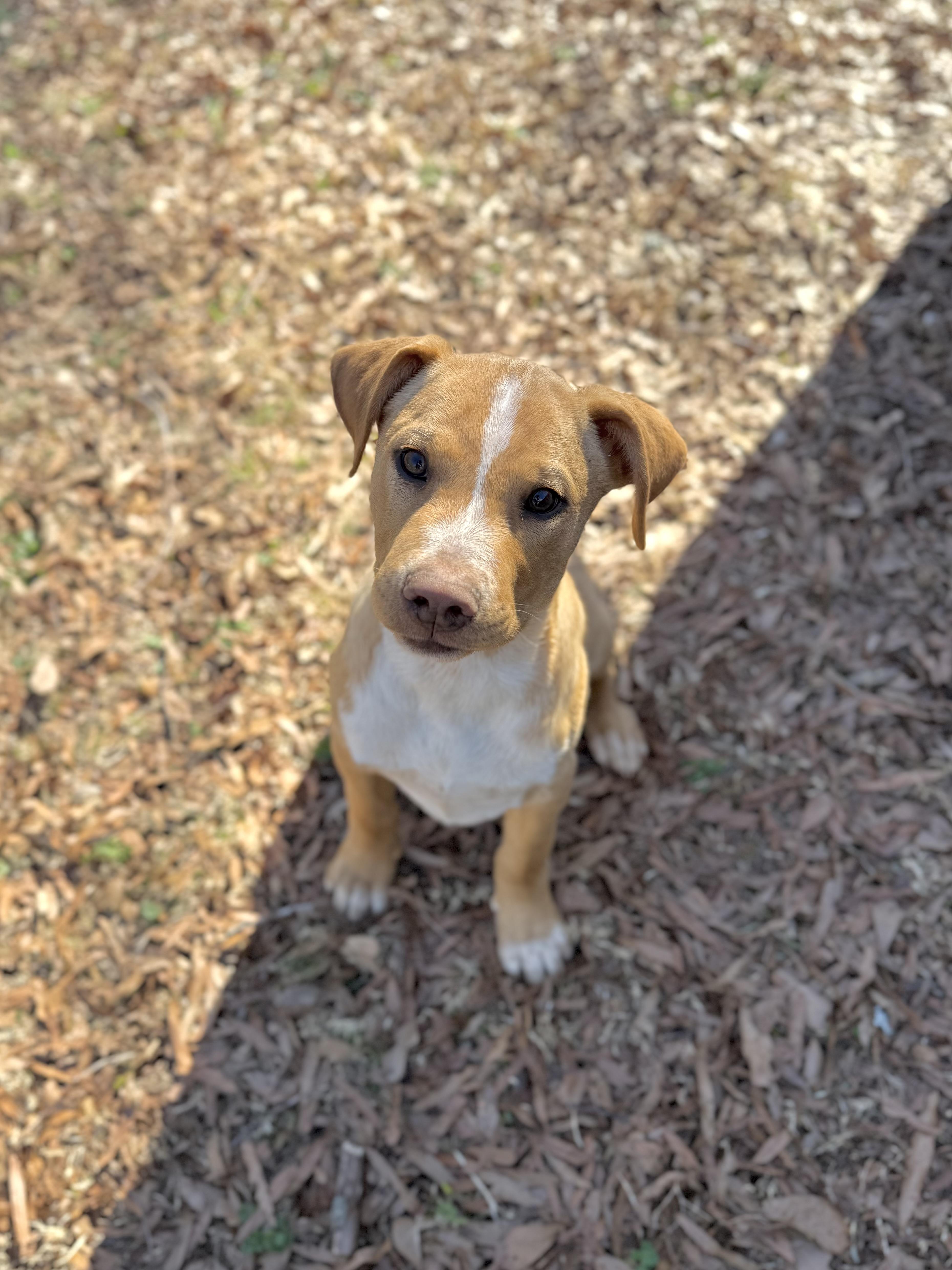Willy, a ADOPTABLE mixed breed in Jackson, GA image 1/5