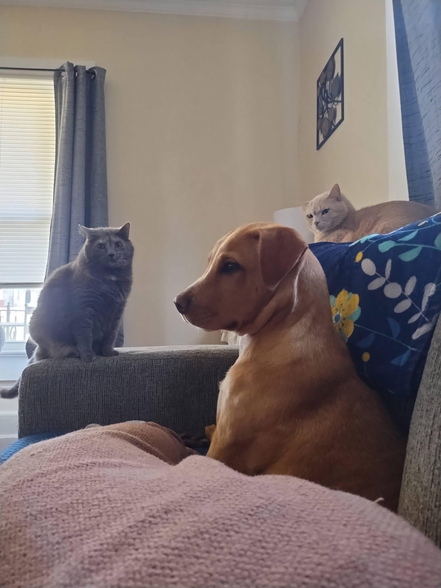 Willy, a ADOPTABLE mixed breed in Jackson, GA image 2/5