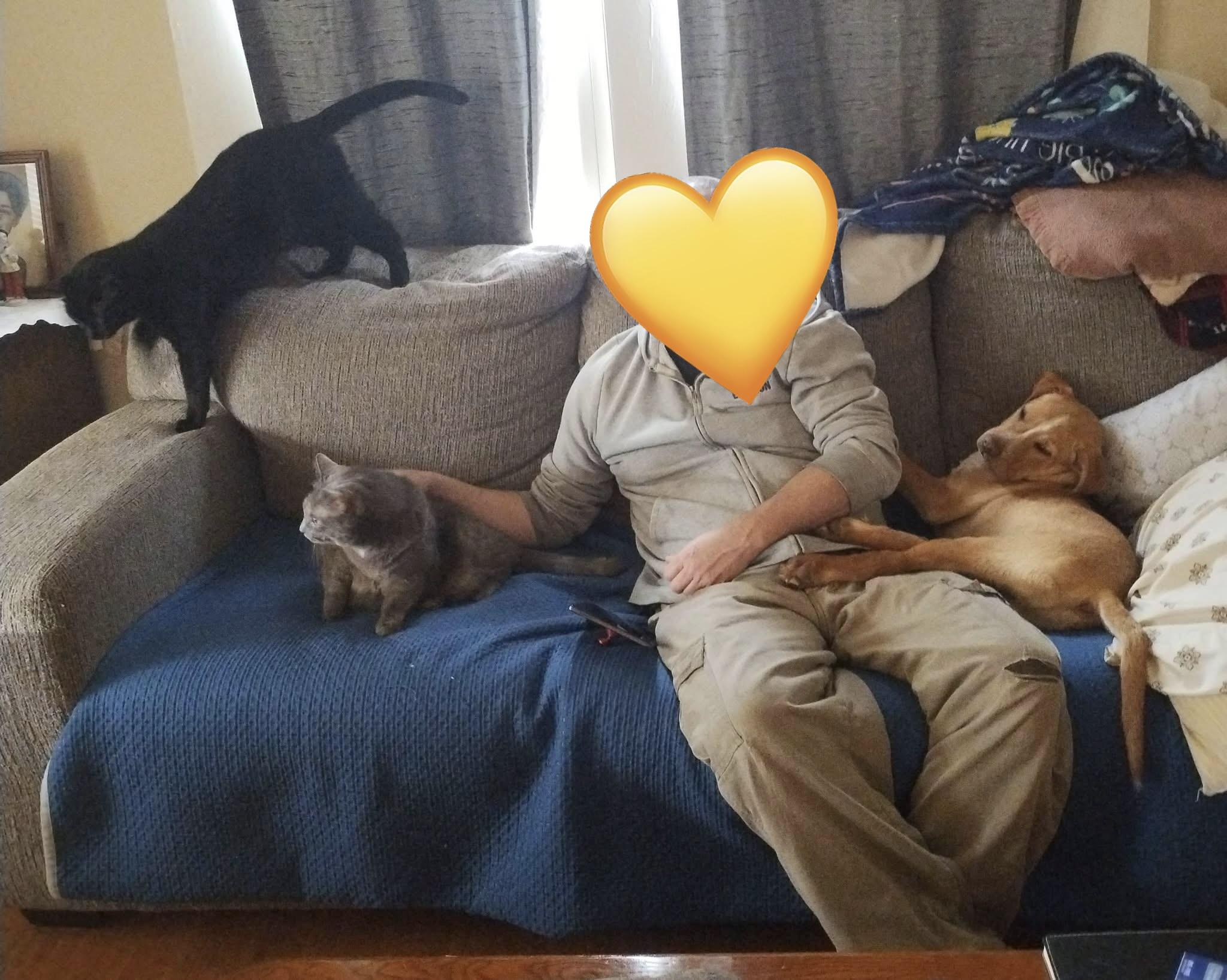 Willy, a ADOPTABLE mixed breed in Jackson, GA image 3/5