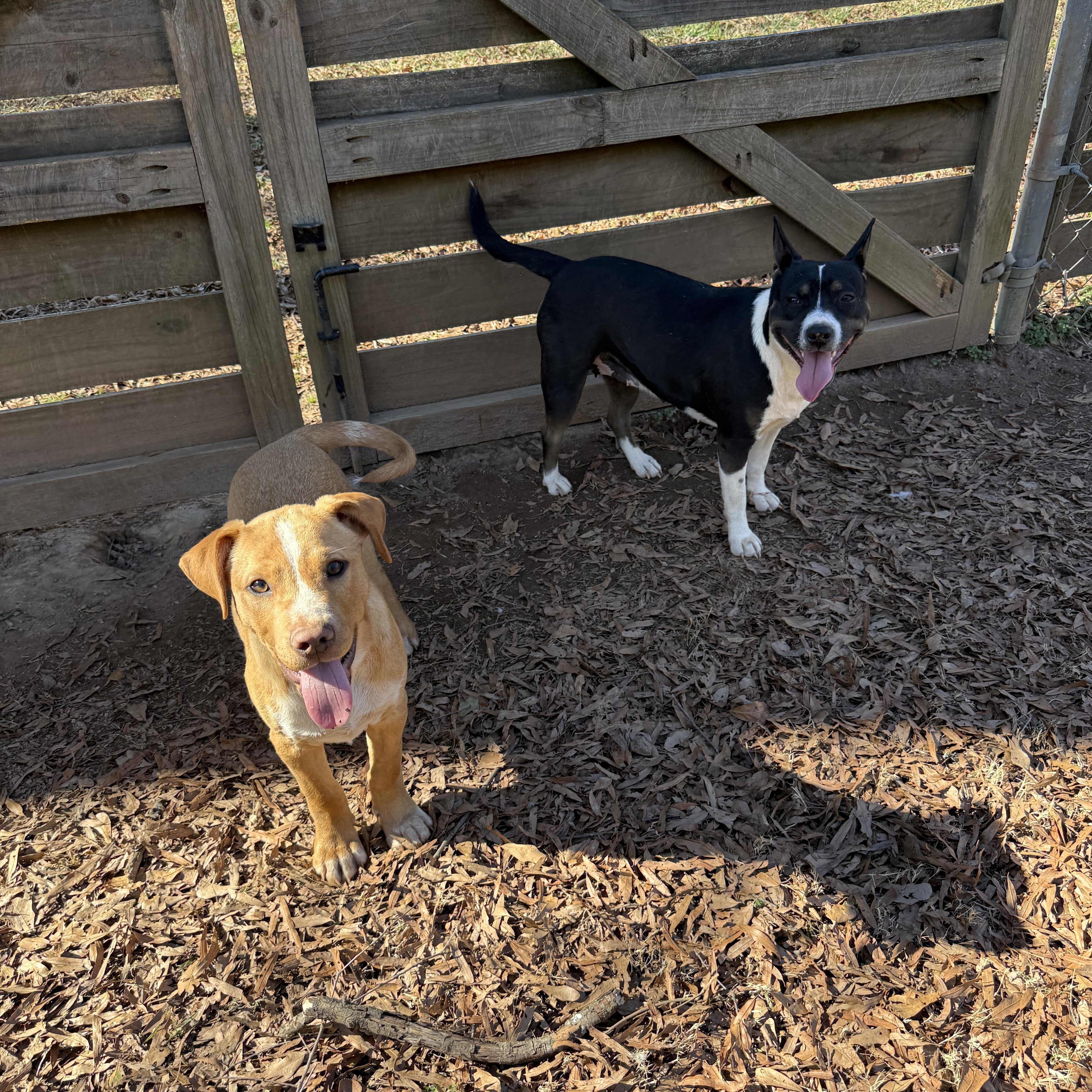Willy, a ADOPTABLE mixed breed in Jackson, GA image 4/5