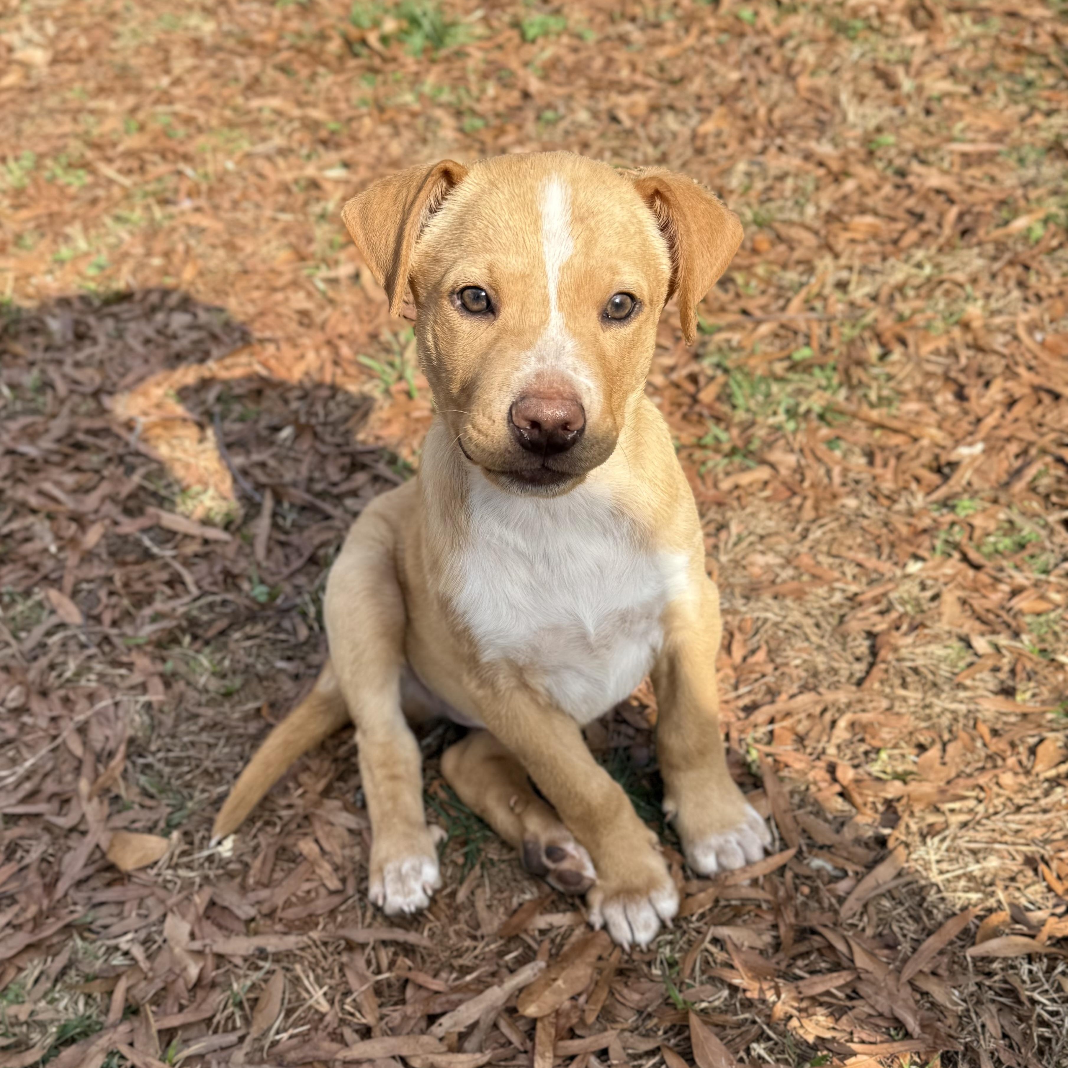 Willy, ADOPTABLE, Puppy Male Mixed Breed.