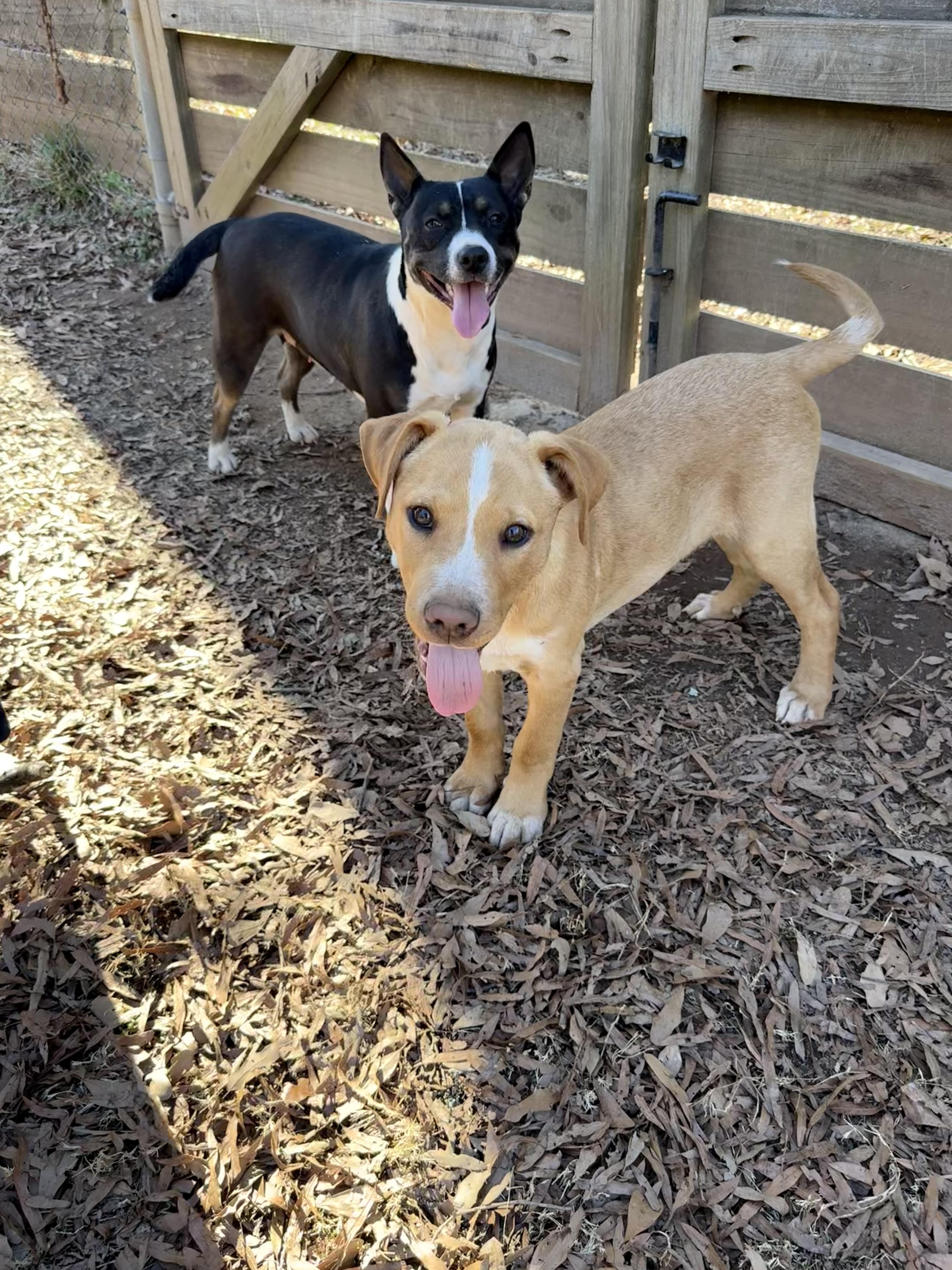 Willy, a ADOPTABLE mixed breed in Jackson, GA image 5/5