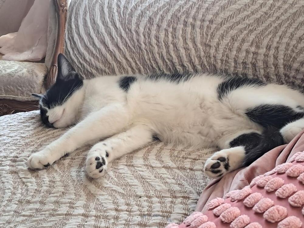 Sally, a Adoptable Domestic Short Hair in Oak Park, MI image 1/4