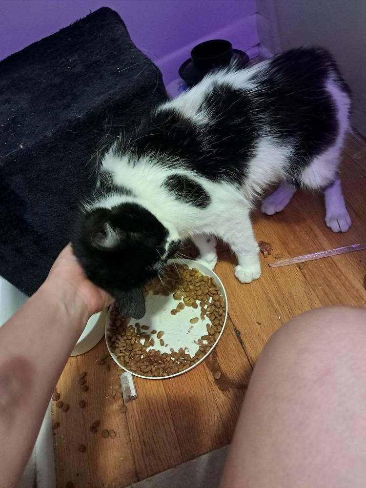 Enlarge Sally, a Adoptable Domestic Short Hair in Oak Park, MI image 1/1