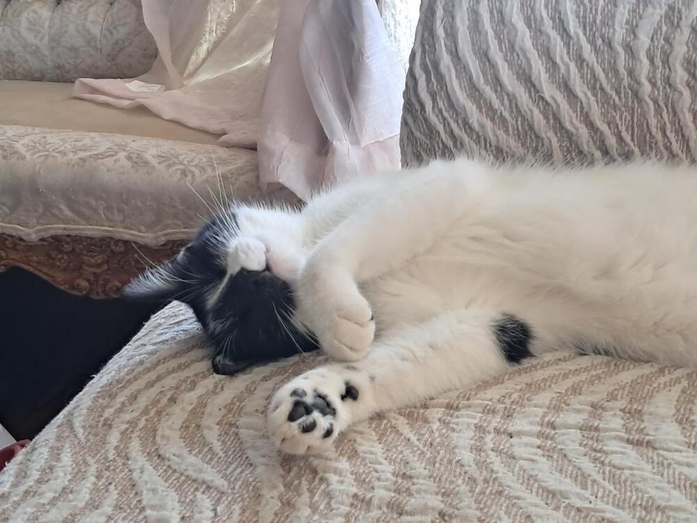Sally, a Adoptable Domestic Short Hair in Oak Park, MI image 4/4