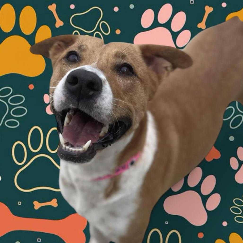 Aurora, a Adoptable Shepherd in Edinburg, TX image 1/6