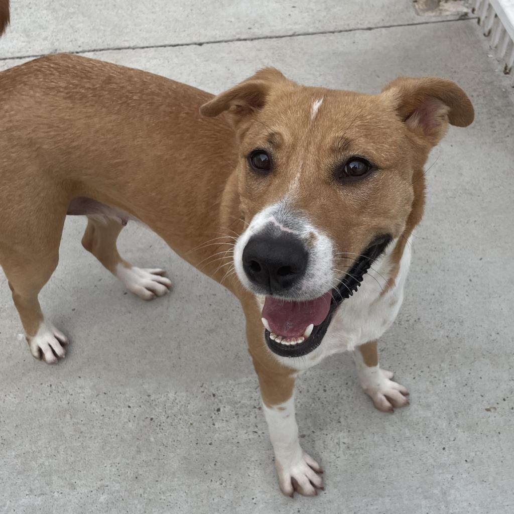 Enlarge Aurora, a Adoptable Shepherd in Edinburg, TX image 1/6