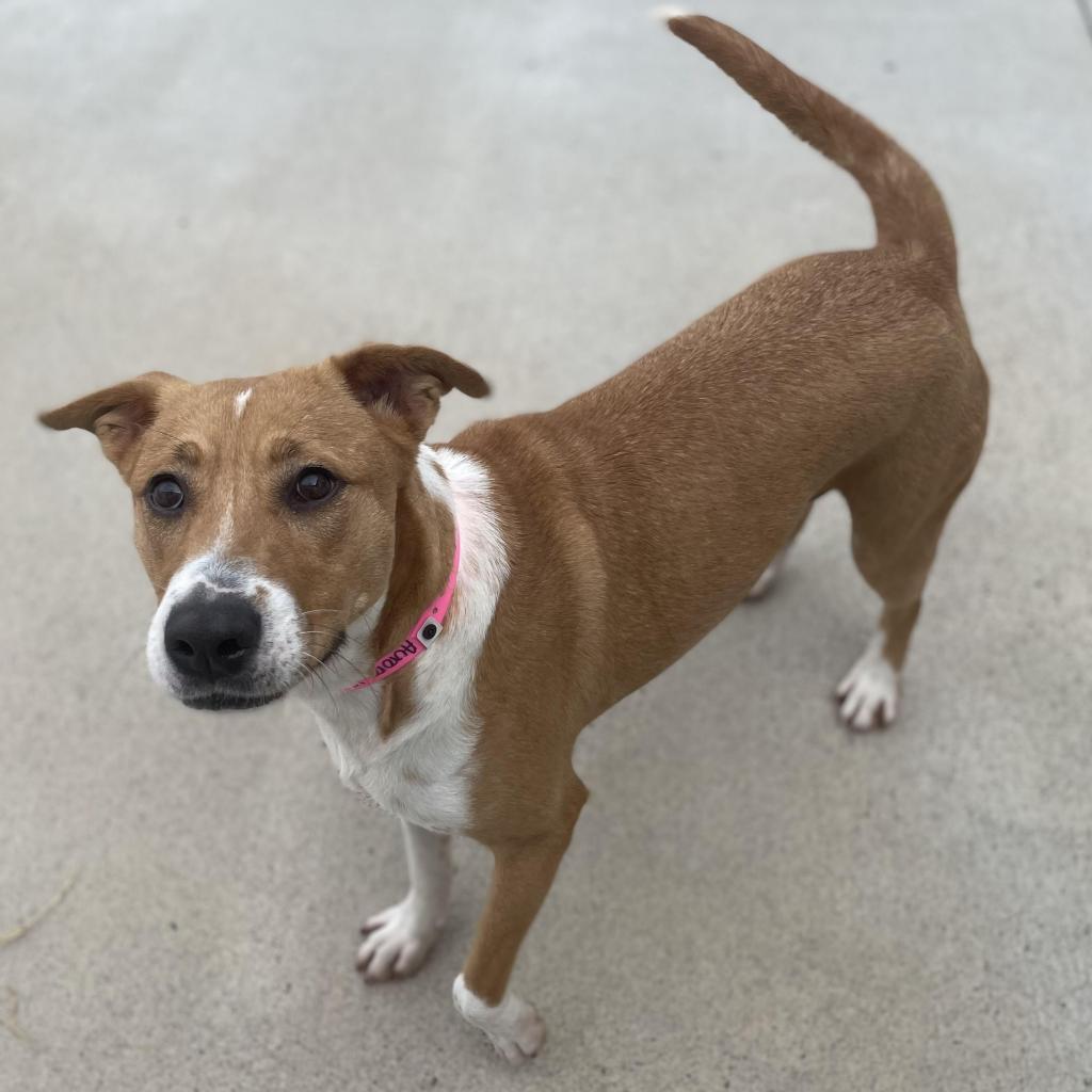 Enlarge Aurora, a Adoptable Shepherd in Edinburg, TX image 2/6