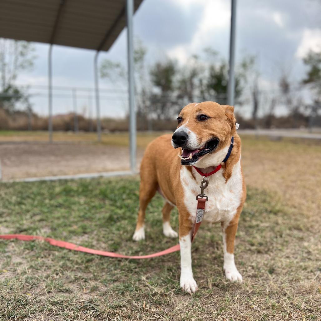 Aurora, a Adoptable Shepherd in Edinburg, TX image 3/6