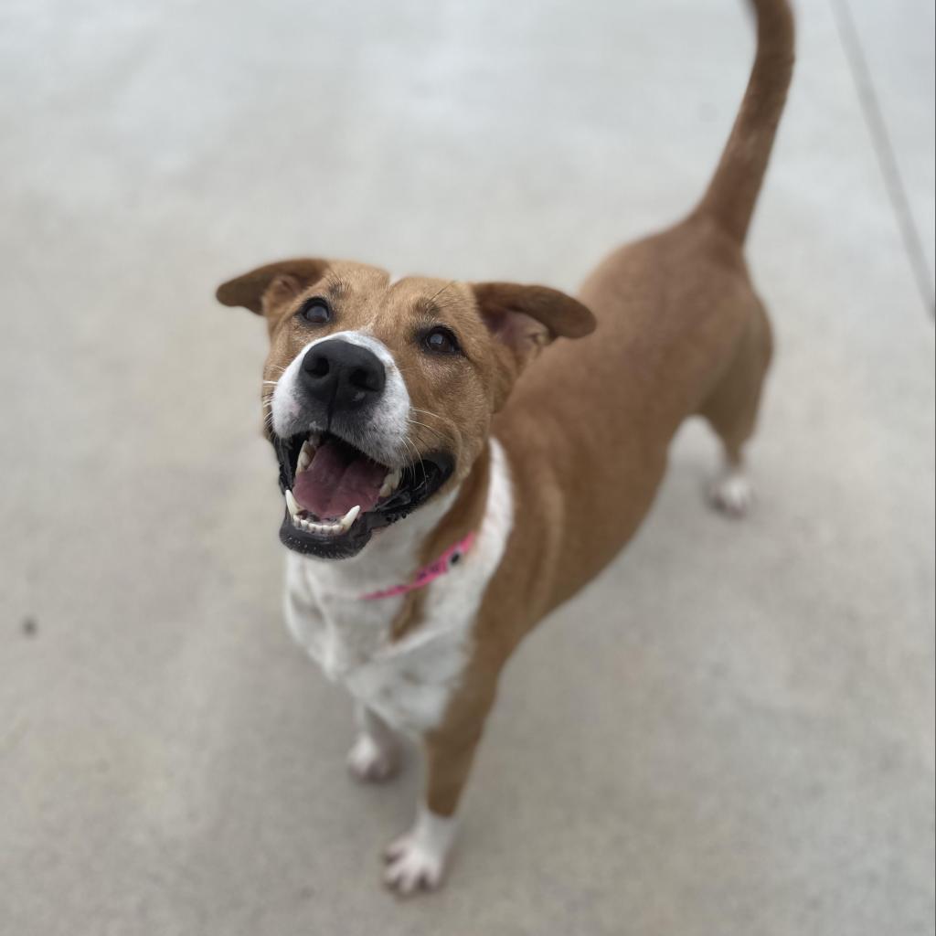 Enlarge Aurora, a Adoptable Shepherd in Edinburg, TX image 3/6