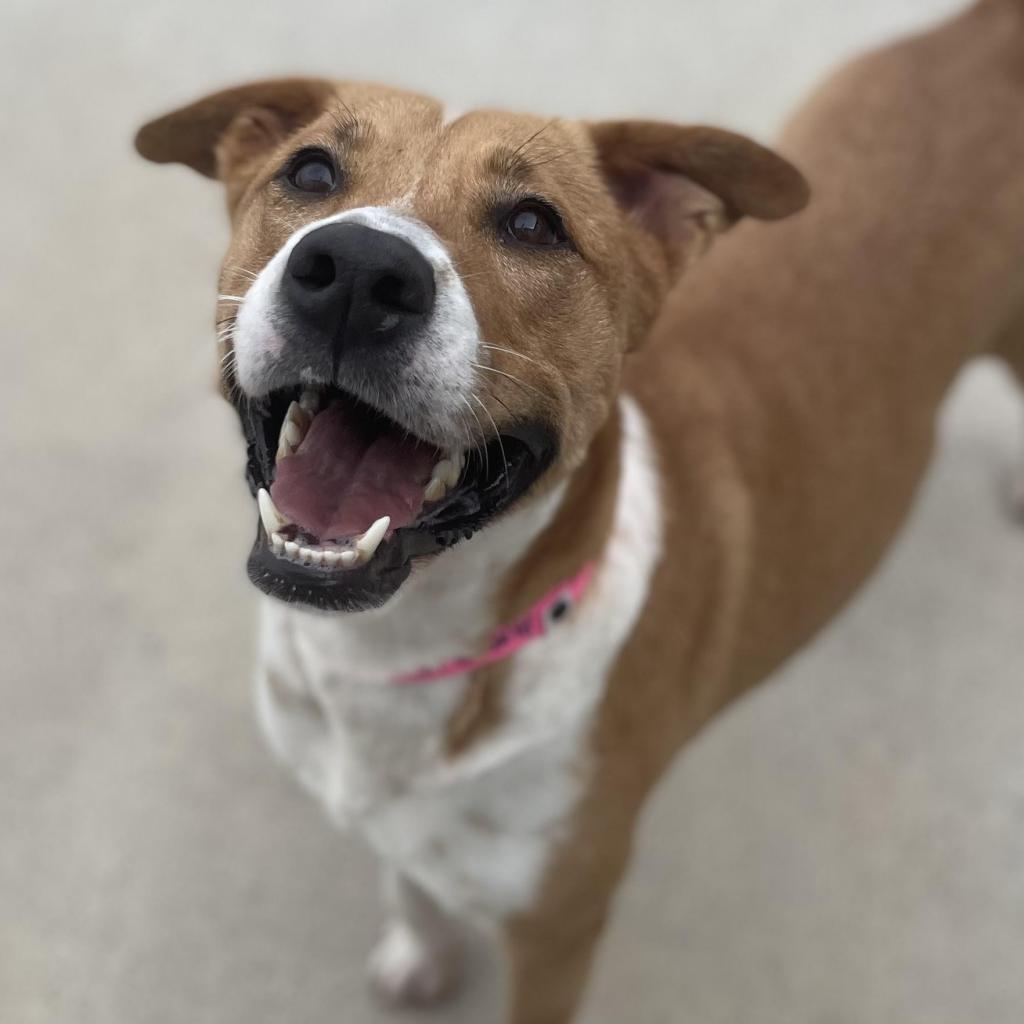 Enlarge Aurora, a Adoptable Shepherd in Edinburg, TX image 5/6