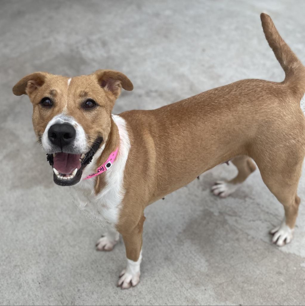 Enlarge Aurora, a Adoptable Shepherd in Edinburg, TX image 6/6