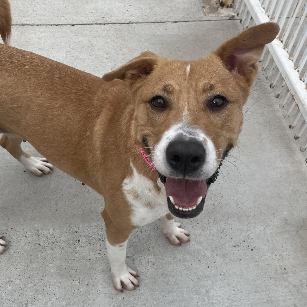 Enlarge Aurora, a Adoptable Shepherd in Edinburg, TX image 6/6