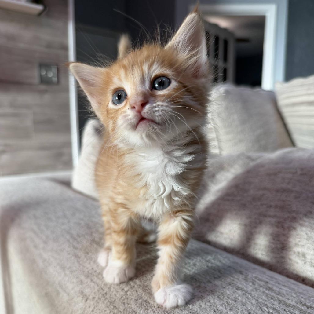 Gnocchi, Adoptable, Kitten Male Domestic Medium Hair.