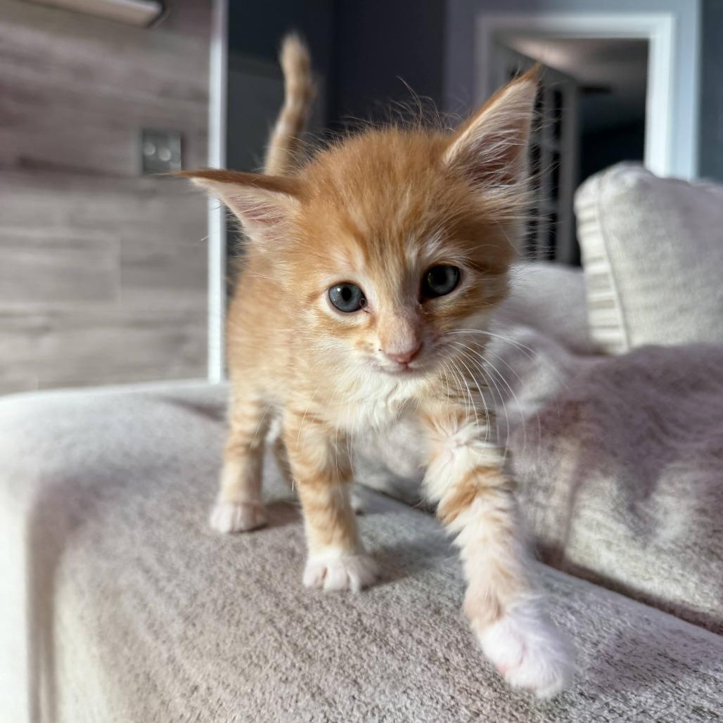 Enlarge Gnocchi, a Adoptable Domestic Medium Hair in Hollister, FL image 3/5