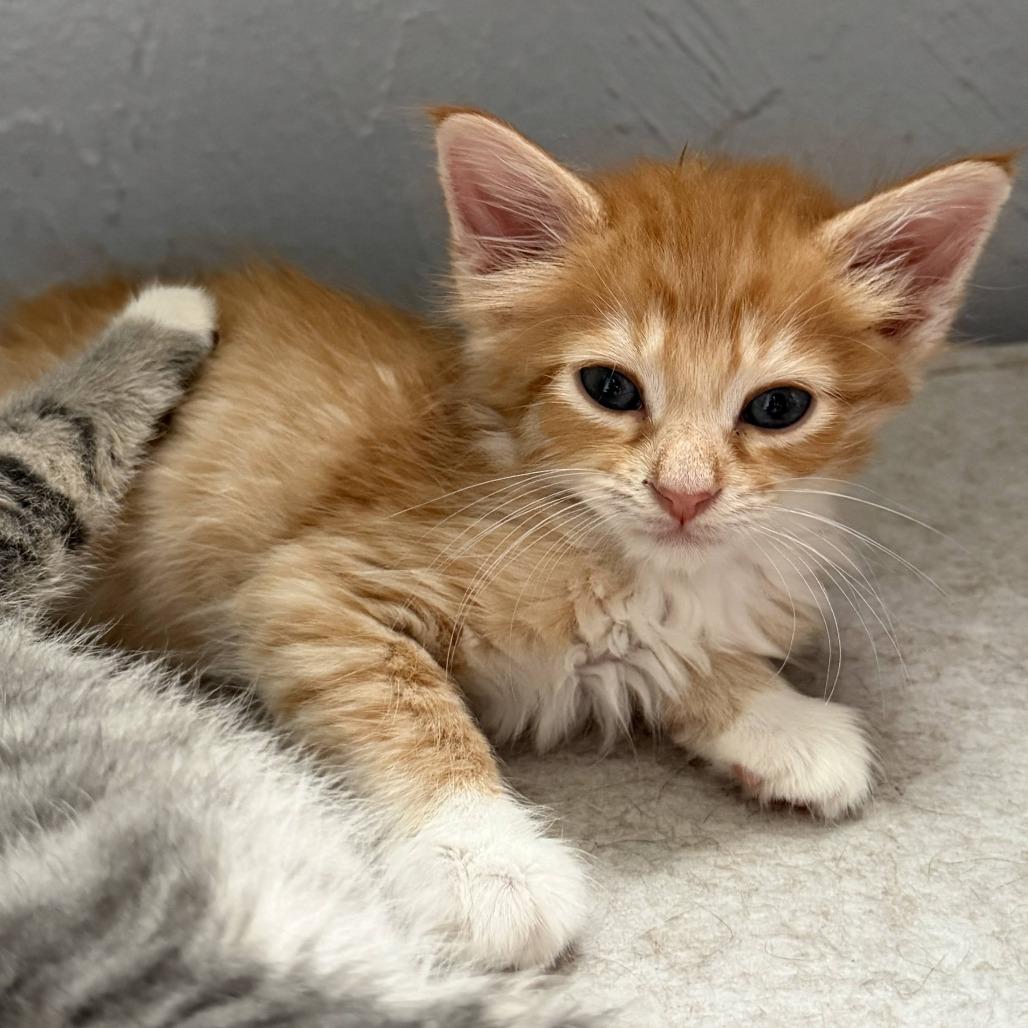 Enlarge Gnocchi, a Adoptable Domestic Medium Hair in Hollister, FL image 4/5